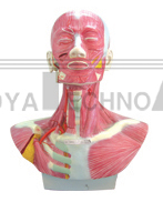 The model of head, face, cervix dissection and artery distributing